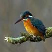 Kingfisher Wallpapers