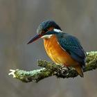 Kingfisher Wallpapers icon