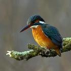 Kingfisher Wallpapers أيقونة