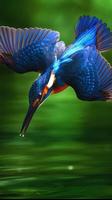Kingfisher Wallpapers Affiche