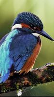 Kingfisher Wallpapers تصوير الشاشة 1