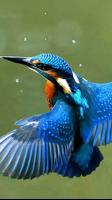 Kingfisher Wallpapers تصوير الشاشة 2