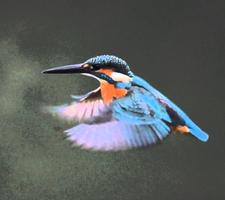 Kingfisher Wallpapers تصوير الشاشة 3