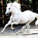 Horse Wallpapers APK