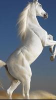 Horse Wallpapers Affiche