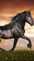 1 Schermata Horse Wallpapers