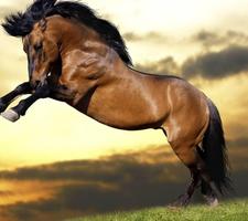 Horse Wallpapers اسکرین شاٹ 3