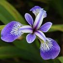 Iris Flower Wallpapers APK