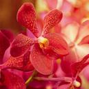 Orchids Wallpapers APK