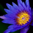 Lotus Wallpapers icono