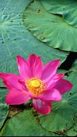 Lotus Wallpapers โปสเตอร์