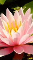 Lotus Wallpapers ภาพหน้าจอ 1