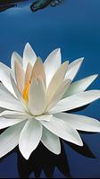 Lotus Wallpapers ภาพหน้าจอ 2