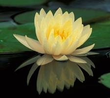 Lotus Wallpapers 截圖 3