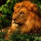 Lions Wallpapers Zeichen