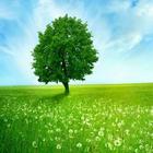 Nature Wallpapers-icoon