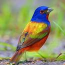 Painted Bunting Wallpapers APK