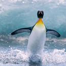 Penguin Wallpapers APK