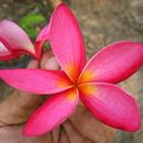 Plumeria Wallpapers APK