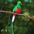 Quetzal Wallpapers