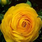 Ranunculus Wallpapers آئیکن