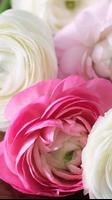 Ranunculus Wallpapers पोस्टर