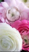 Ranunculus Wallpapers اسکرین شاٹ 1