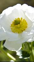 Ranunculus Wallpapers 截图 2