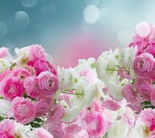 Ranunculus Wallpapers 截图 3