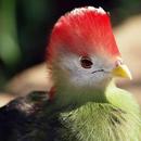 Red Crested Turaco Wallpapers APK