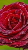 Red Rose Wallpapers syot layar 2