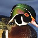 Wood Duck Wallpapers APK