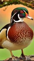 Wood Duck Wallpapers poster