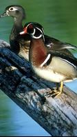 Wood Duck Wallpapers screenshot 2