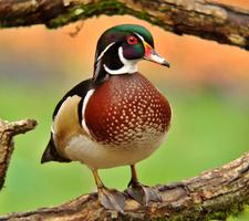 Wood Duck Wallpapers screenshot 3