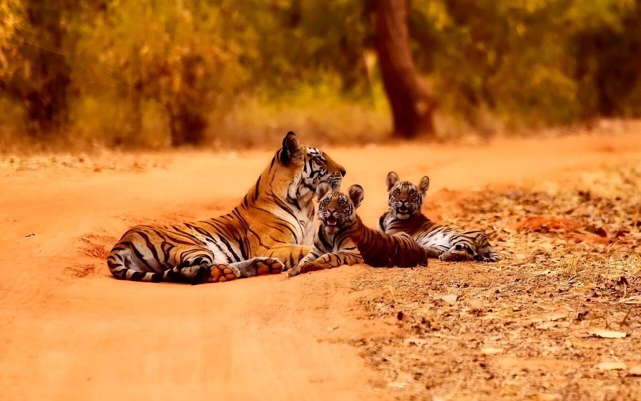Tiger Wallpapers for Android APK Download
