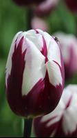 Tulip Wallpapers ảnh chụp màn hình 1