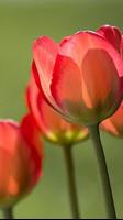 Tulip Wallpapers 截图 2