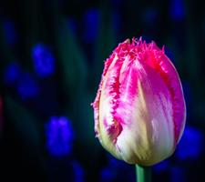 Tulip Wallpapers ภาพหน้าจอ 3