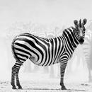 Zebra Wallpapers APK