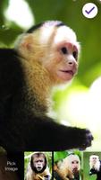 Capuchin Monkey Screen Lock ảnh chụp màn hình 2