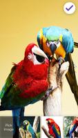 Parrot Ara Lock Screen syot layar 2