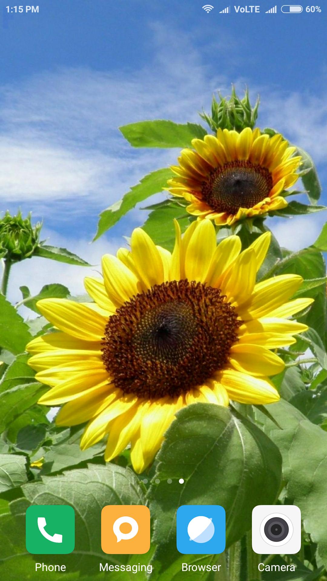 Hd Sunflower Wallpapers For Android Apk Download