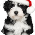 Christmas Dog Applock&Facelock