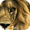 King-Fingerprint/FaceLock-APK