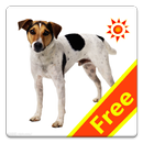 Kids English Flash Card APK