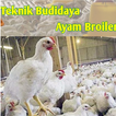Panduan Budidaya Ayam Broiler