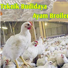 Panduan Budidaya Ayam Broiler icône