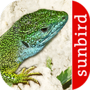 Reptiles and Amphibians - identification in the UK APK