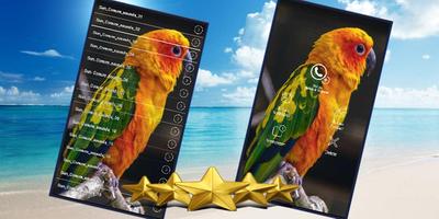 Sun Conure Bird Sound : Happy Sun Conure Sounds poster